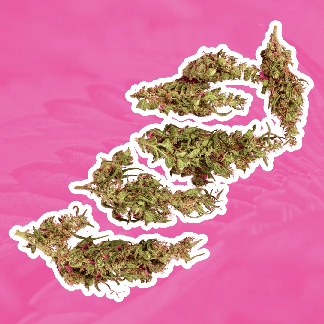 Pink Runtz Strain